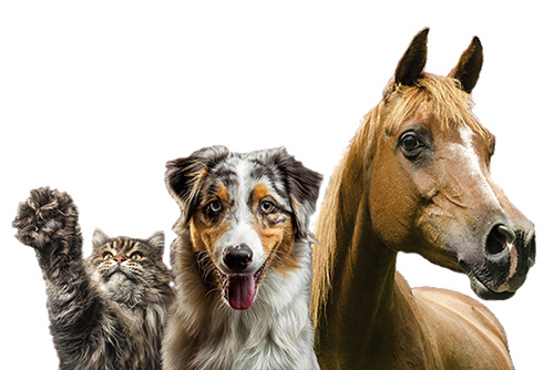 Josera Hund-Katze-Pferd
